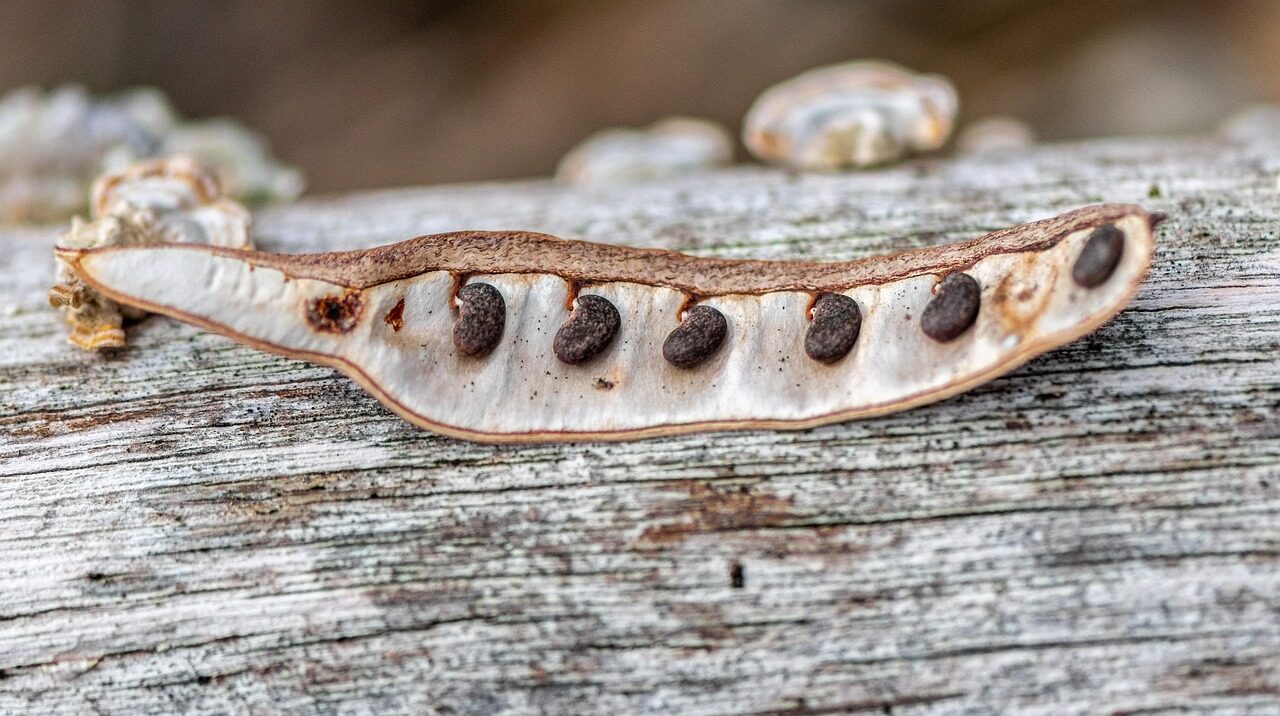 nature, pod, seeds, macro, multiplication, plant, growth