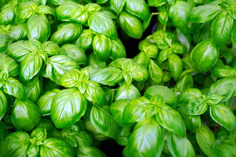 How to Grow Basil (Ocimum basilicum). Step-by-Step Guide