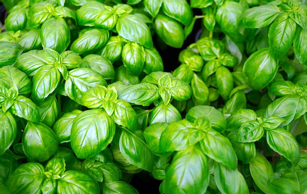 basil, herbs, vegetables, italy, fresh, healthy, vitamins, basil, basil, basil, basil, basil