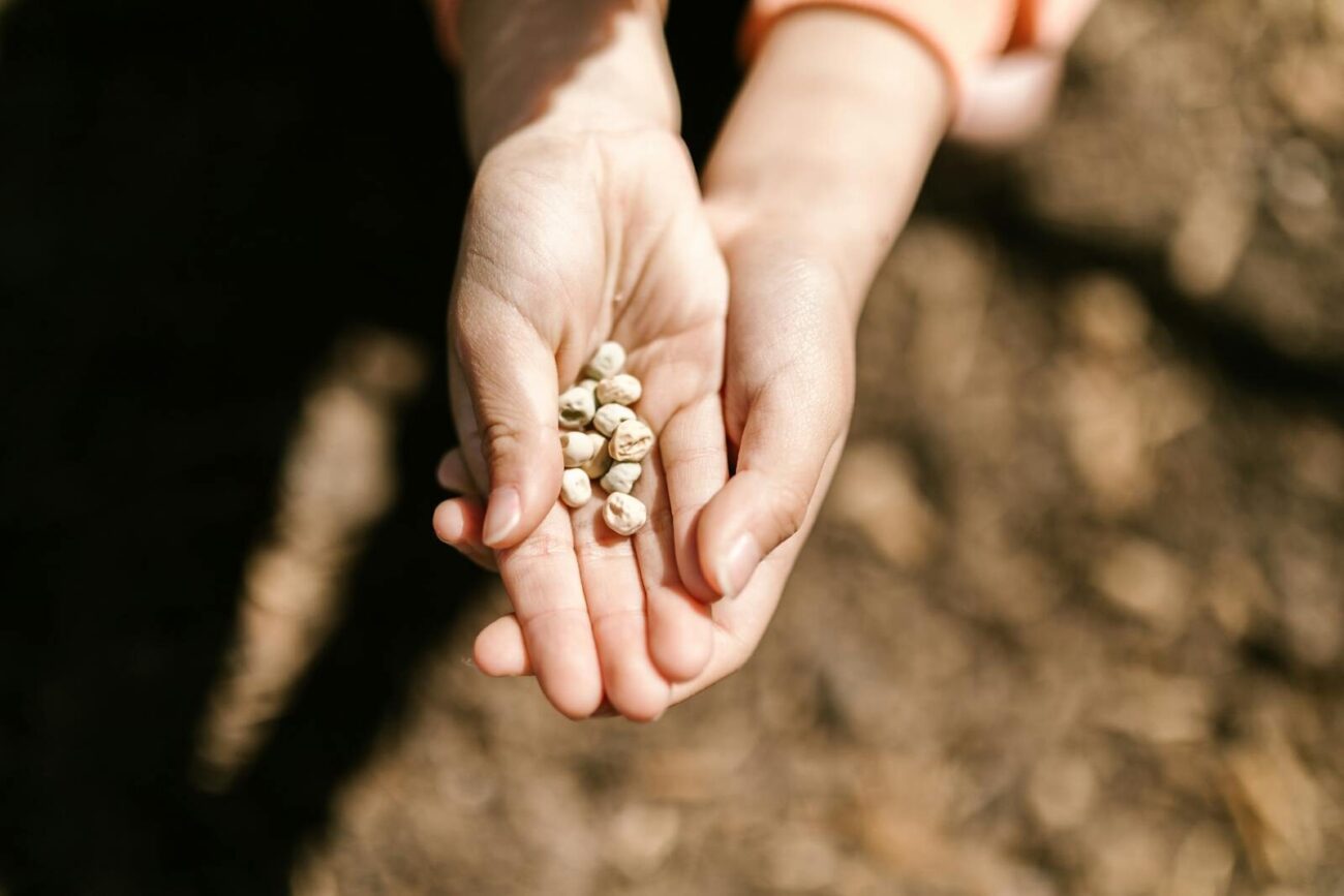 Close-up of hands holding seeds over soil, symbolizing growth and agriculture.
