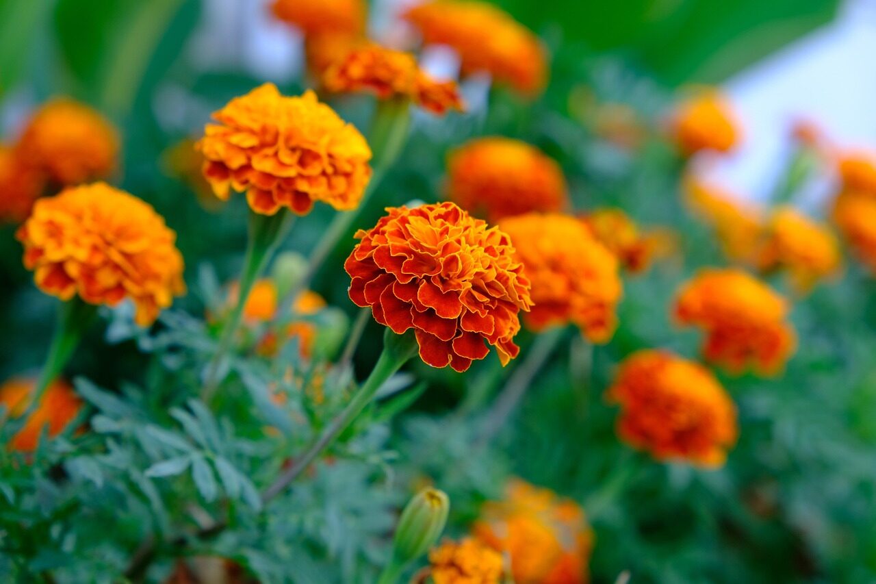 marigold, flower, flower wallpaper, plant, aztec marigold, tagetes erecta, petals, flower background, bloom, beautiful flowers, blossom, nature, closeup