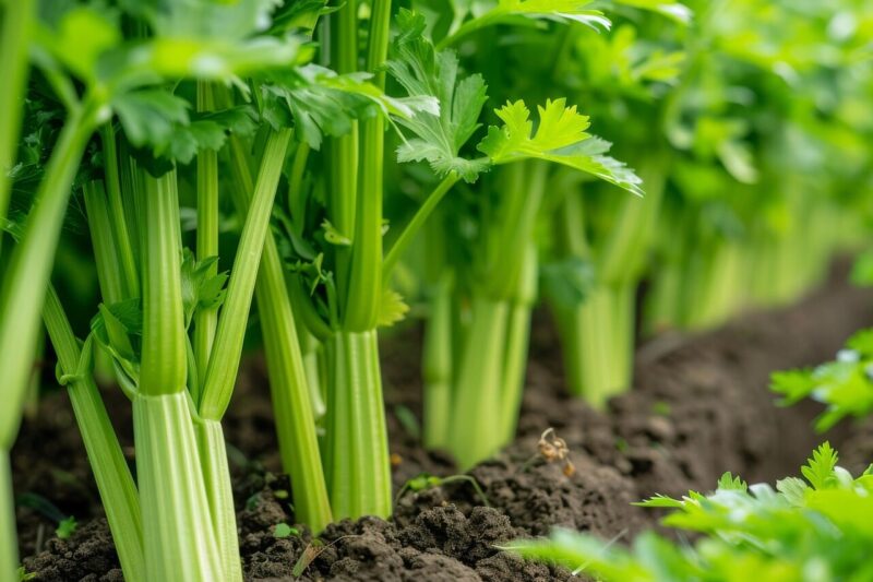 Parsley Cultivation: Guide from Seed to Lush Leaves.