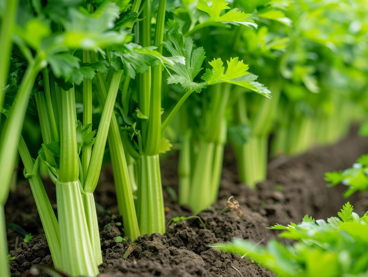 celery, plant, leaf, food, nature, parsley, vegetable, garden, fresh, herb, leaves, agriculture, organic, field, farm, spice, healthy, ingredients, closeup, coriander, green, grow, salad, growth, freshness, celery, celery, celery, celery, celery
