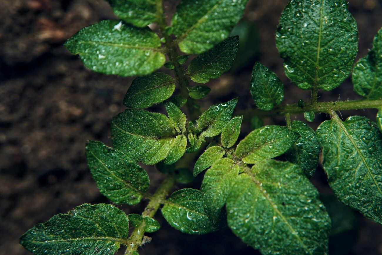 green leaf plant with water droplets