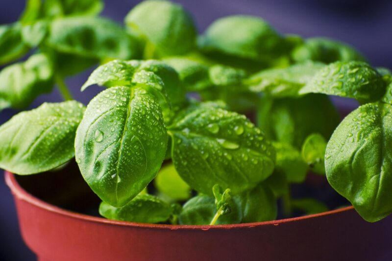 Why Basil Turns Bitter Indoors: The Plant Physiology Behind Flavor Changes in Herbs.