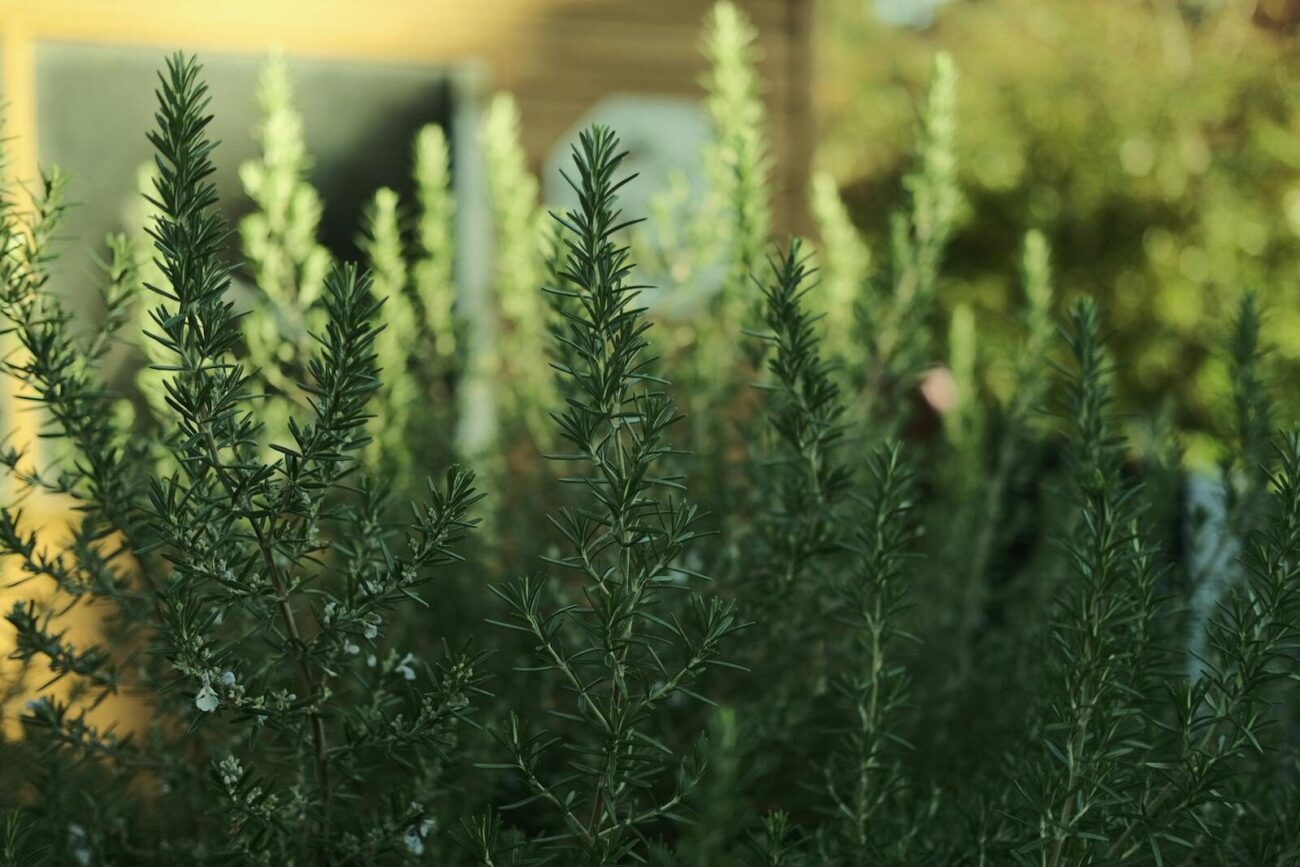 Fresh rosemary plant with needle-like aromatic leaves growing in a sunny garden