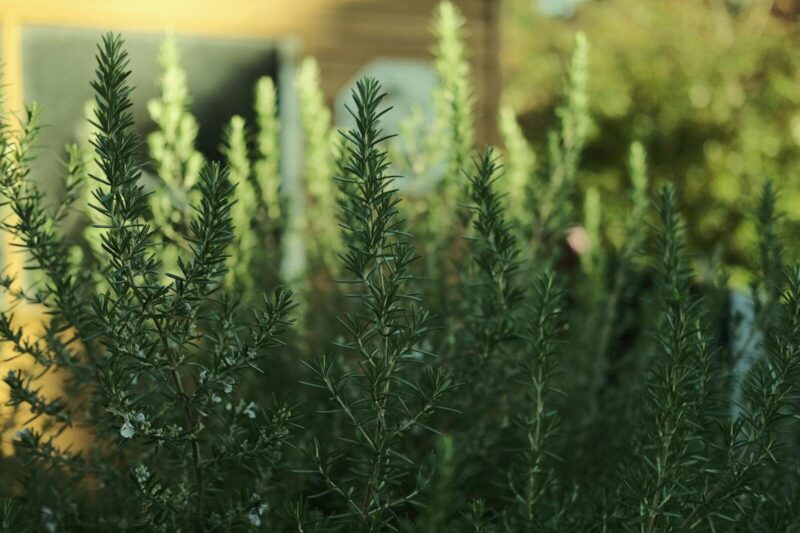 How to Grow Rosemary (Rosmarinus officinalis): A Complete Guide