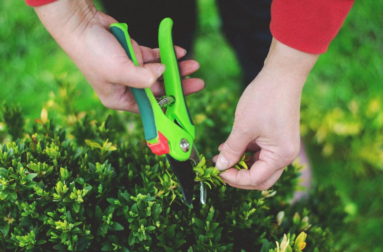 Two hands using green bypass secateurs to trim a dense garden shrub showing correct pruning technique
