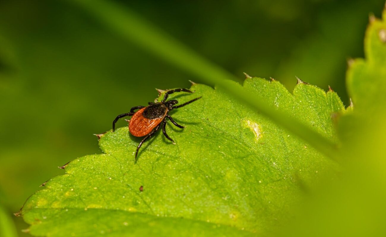 Pest insect on a green leaf