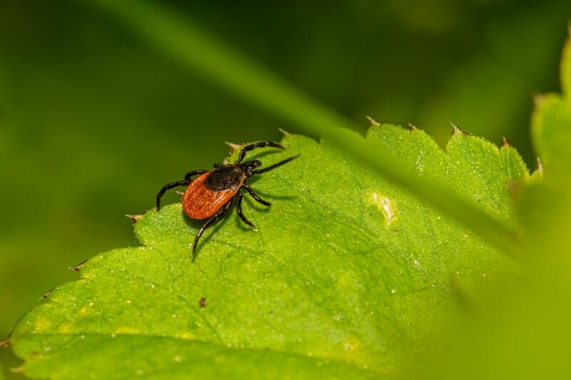 Common Tree Diseases in Popular Garden Trees and How to Manage Them.