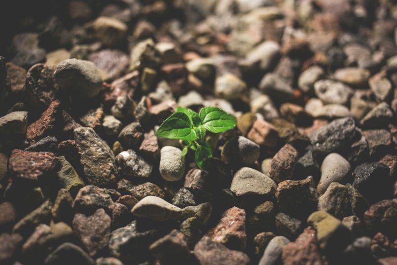 How Plants Adapt to Their Environment