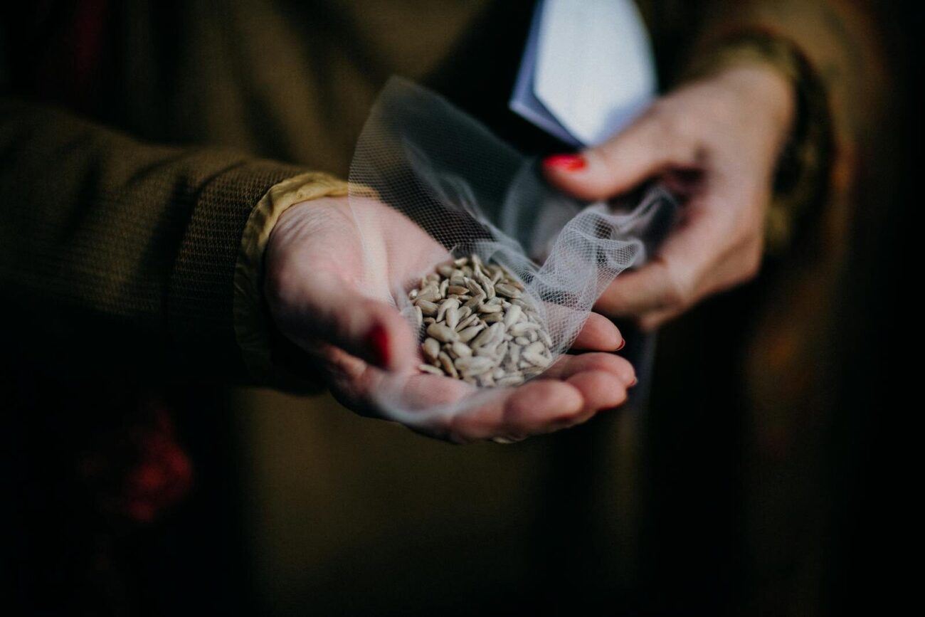 Hands holding sunflower seeds illustrating seed structure and role in plant life cycles