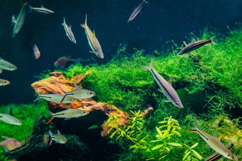 What Is Aquascaping? A Guide to Starting Your First Underwater Garden