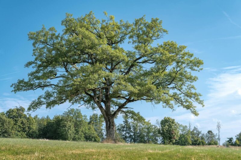 How to Grow Oak Trees (Quercus spp.): A Practical Guide