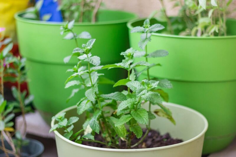 How to Grow Mint (Mentha spp.): A Complete Guide