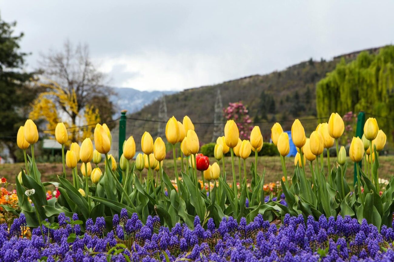 Yellow tulips in full bloom with a single red tulip and purple muscari flowers in a garden with mountains in the background