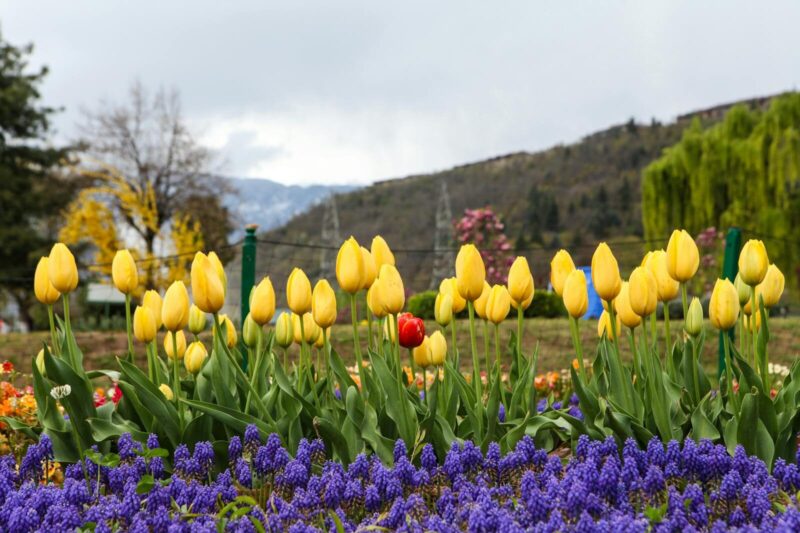 How to Grow Tulips: Everything You Need to Know About Bulbs, Timing, and Getting Them to Come Back