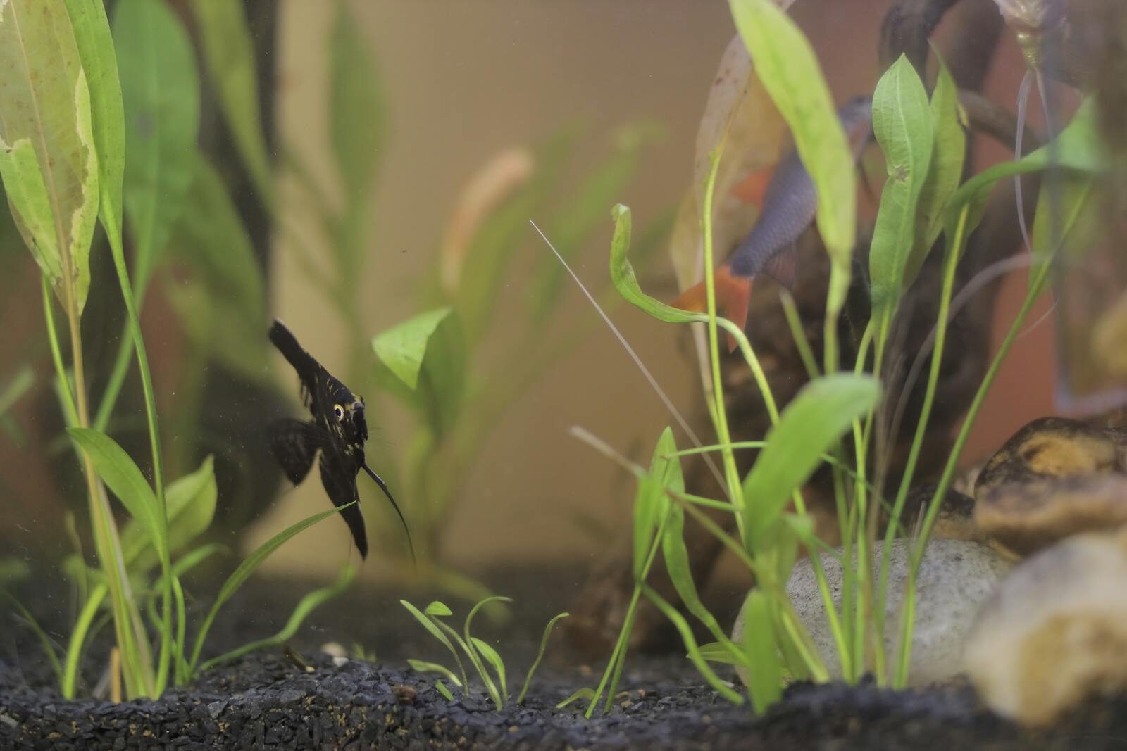 A black angelfish swimming among green aquatic plants in a planted freshwater community aquarium with dark substrate