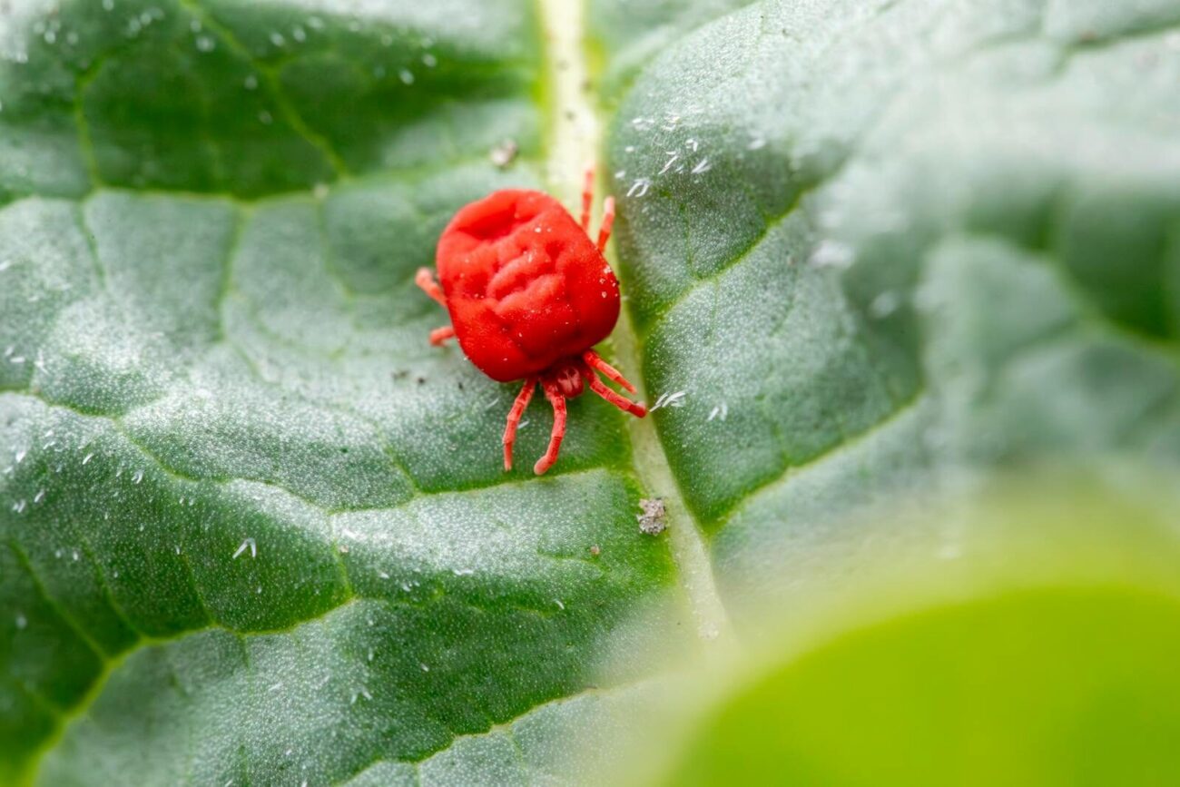 A close up of a red spider mite on a green plant leaf with other tiny mites visible on the leaf surface