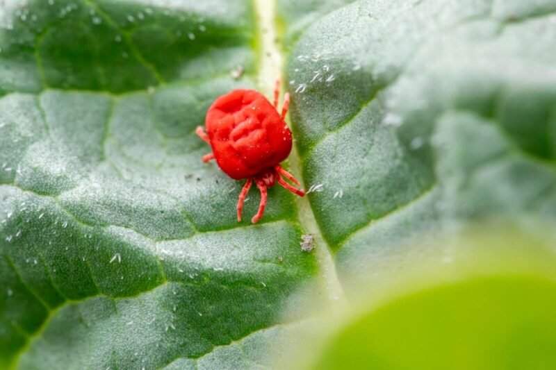 Spider Mites on Plants: How to Identify, Treat, and Stop Them Coming Back.