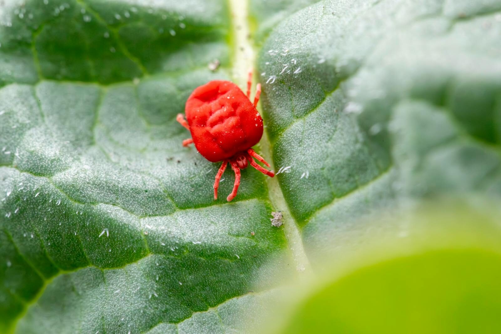 A close up of a red spider mite on a green plant leaf with other tiny mites visible on the leaf surface