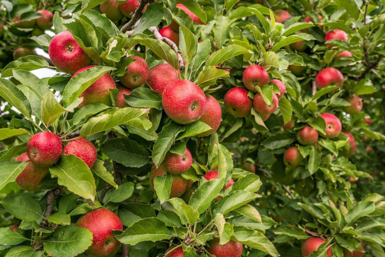 An apple tree with dense branches covered in ripe red apples and green leaves in a garden orchard