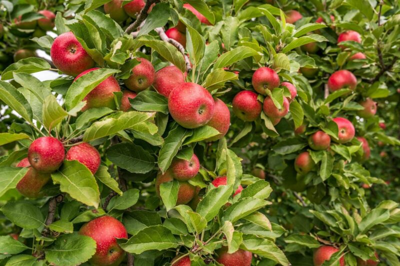 How to Grow Apple Trees (Malus domestica): Complete Guide