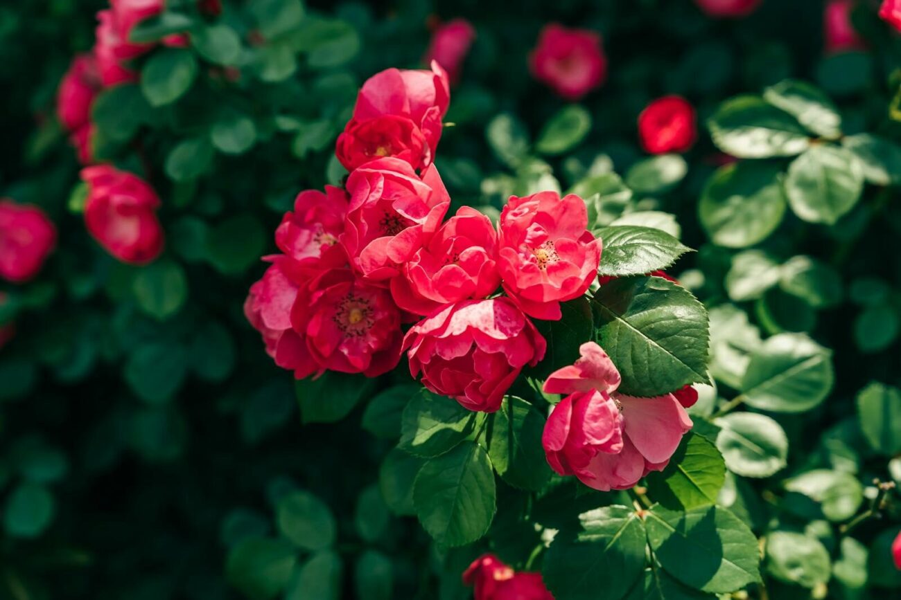 A rose bush with multiple red blooms flowering in a sunny garden border