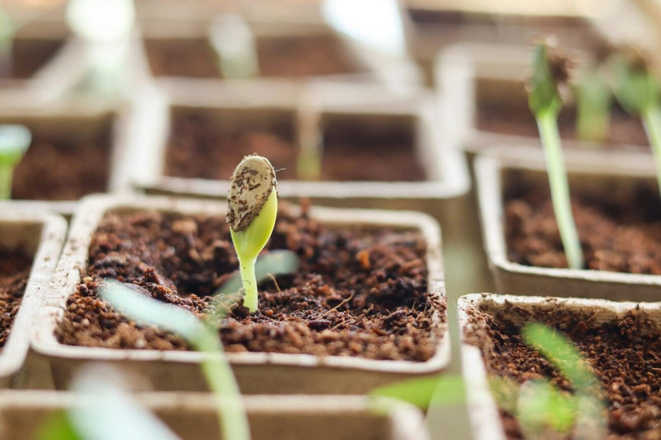 A seed sprouting through dark soil in a small seedling tray as part of a germination experiment at home