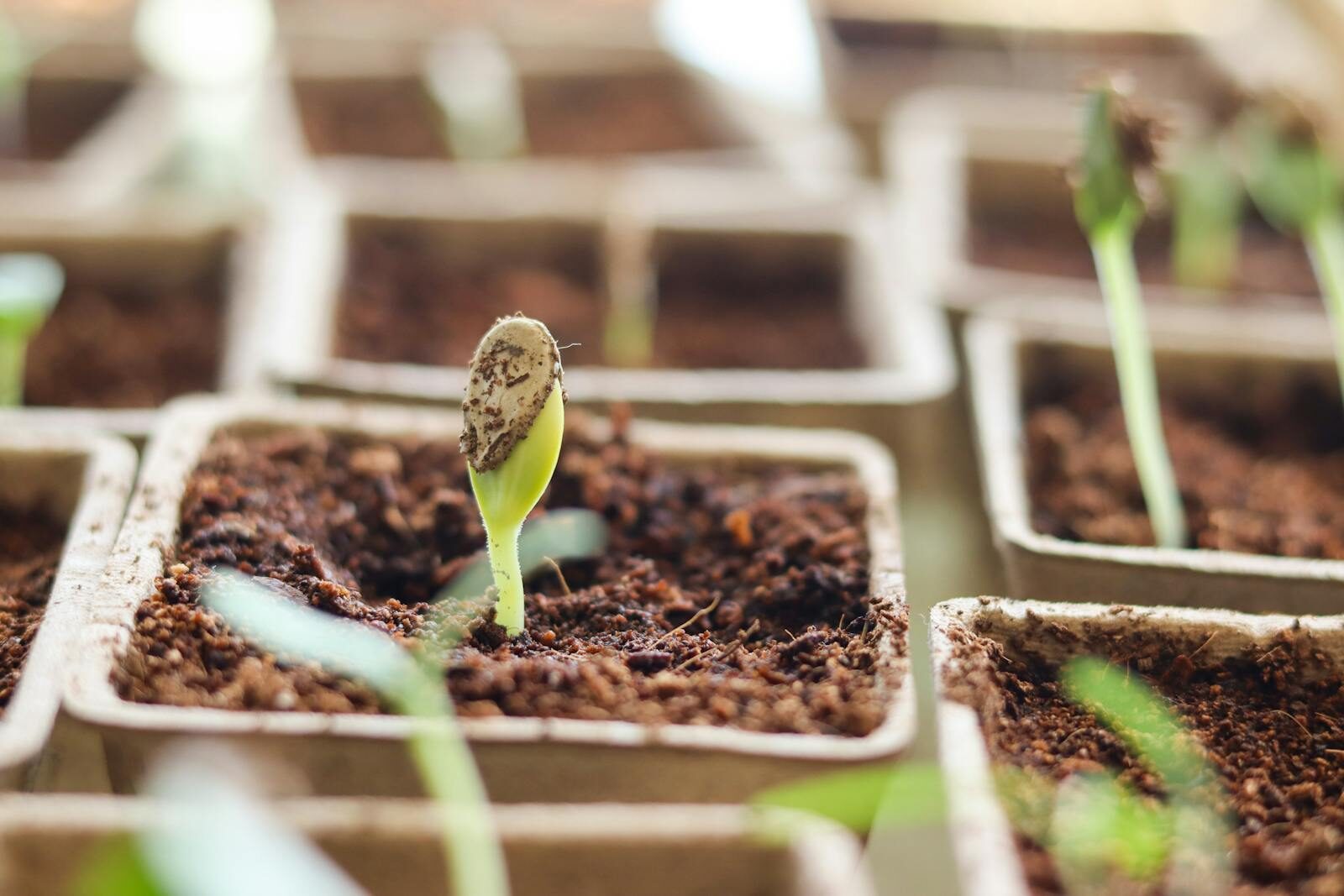 A seed sprouting through dark soil in a small seedling tray as part of a germination experiment at home