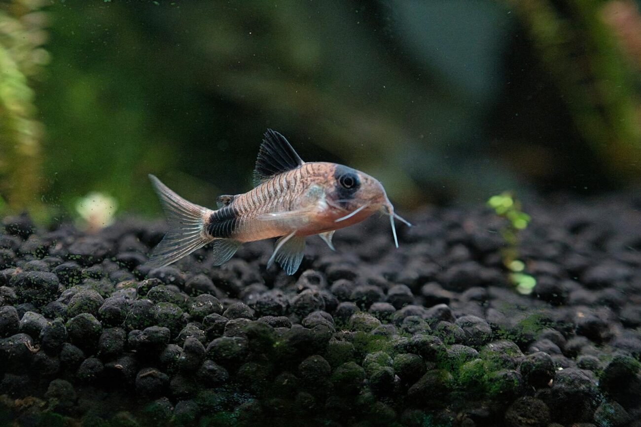 A Corydoras catfish swimming above dark aquarium substrate in a planted freshwater aquarium