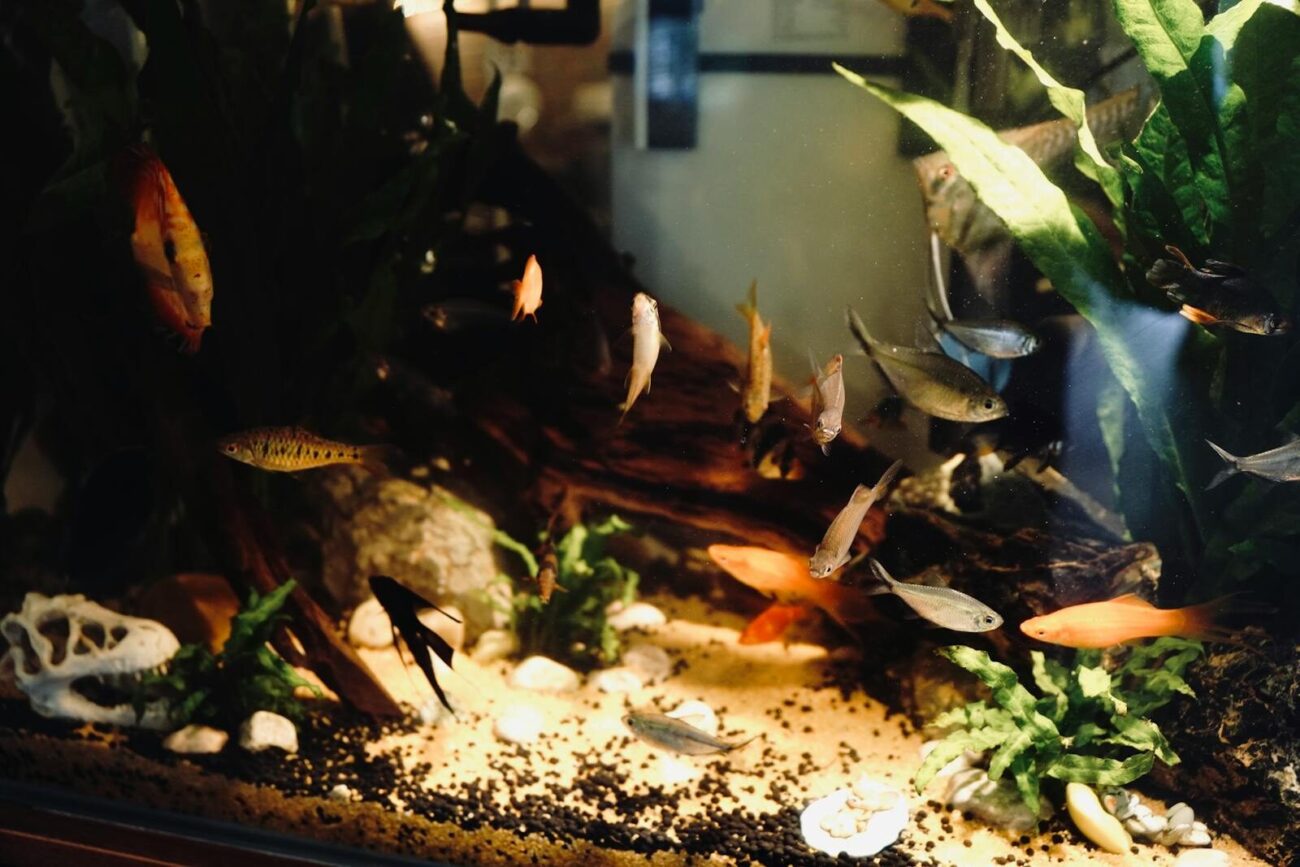 A freshwater community aquarium with multiple fish species swimming among aquatic plants driftwood and dark substrate showing a well-established planted tank setup