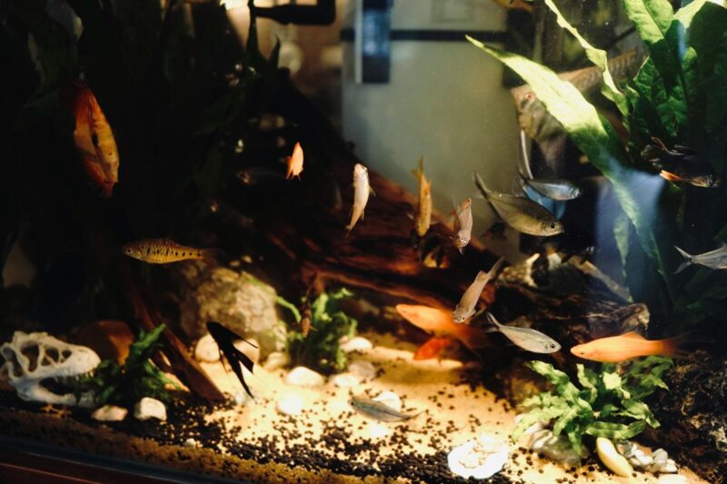 Aquarium Filters for Planted Tanks: My Guide to Choosing the Right One