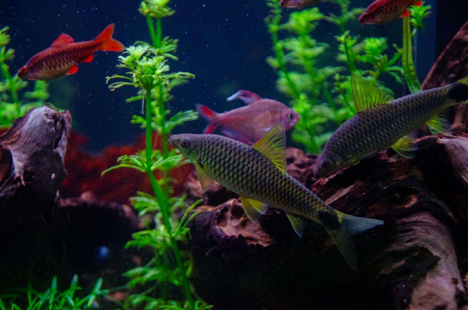 Tropical fish and plants in an aquarium showing closed-loop aquatic system balance