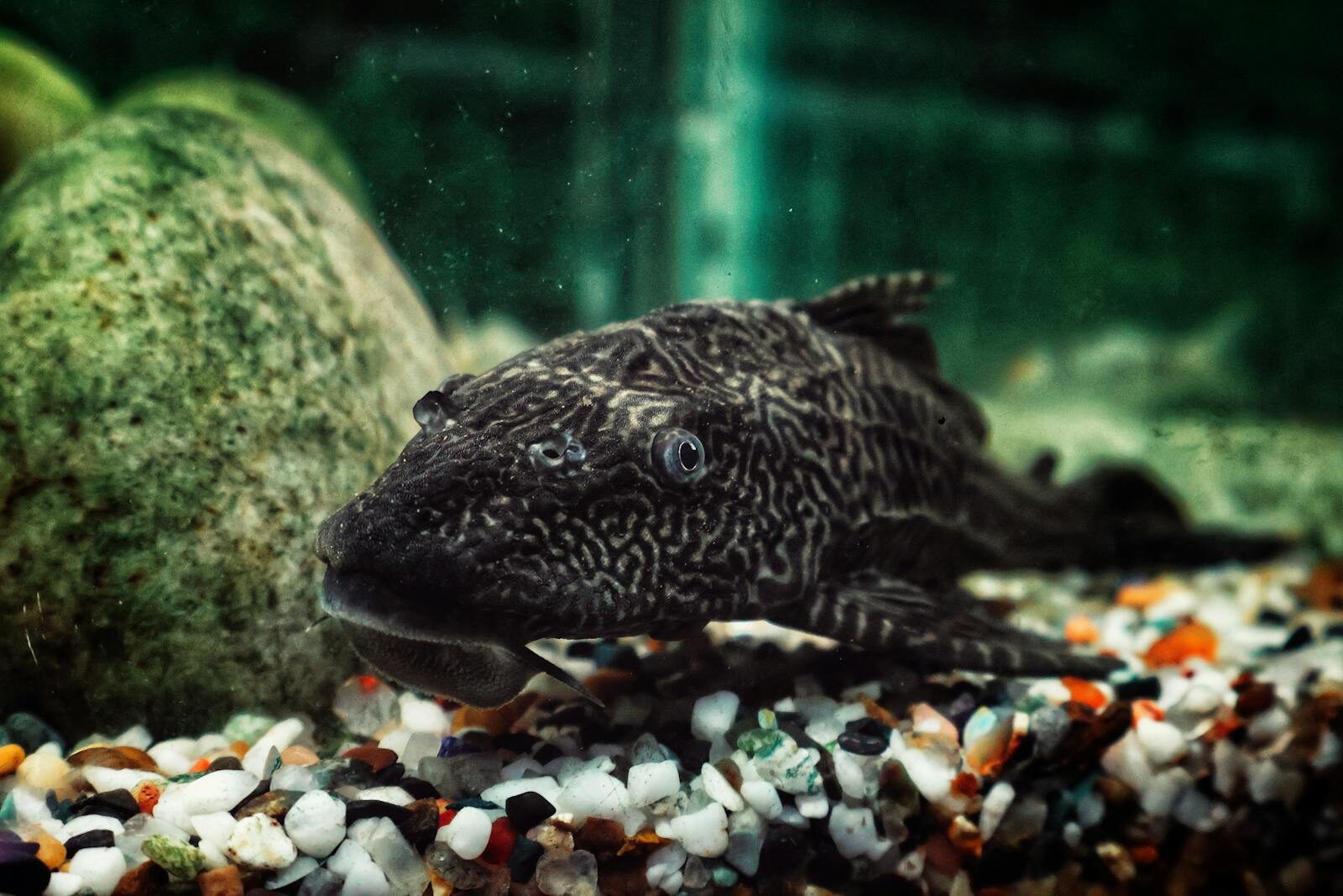 A plecostomus algae-eating fish resting on aquarium gravel substrate in a planted tank