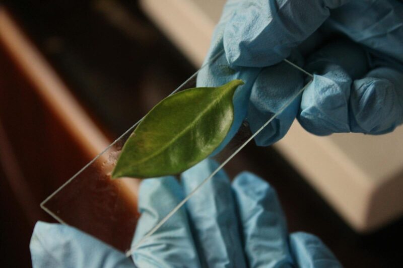 Laboratory Techniques for Plant Science: The Science Behind the Growth.