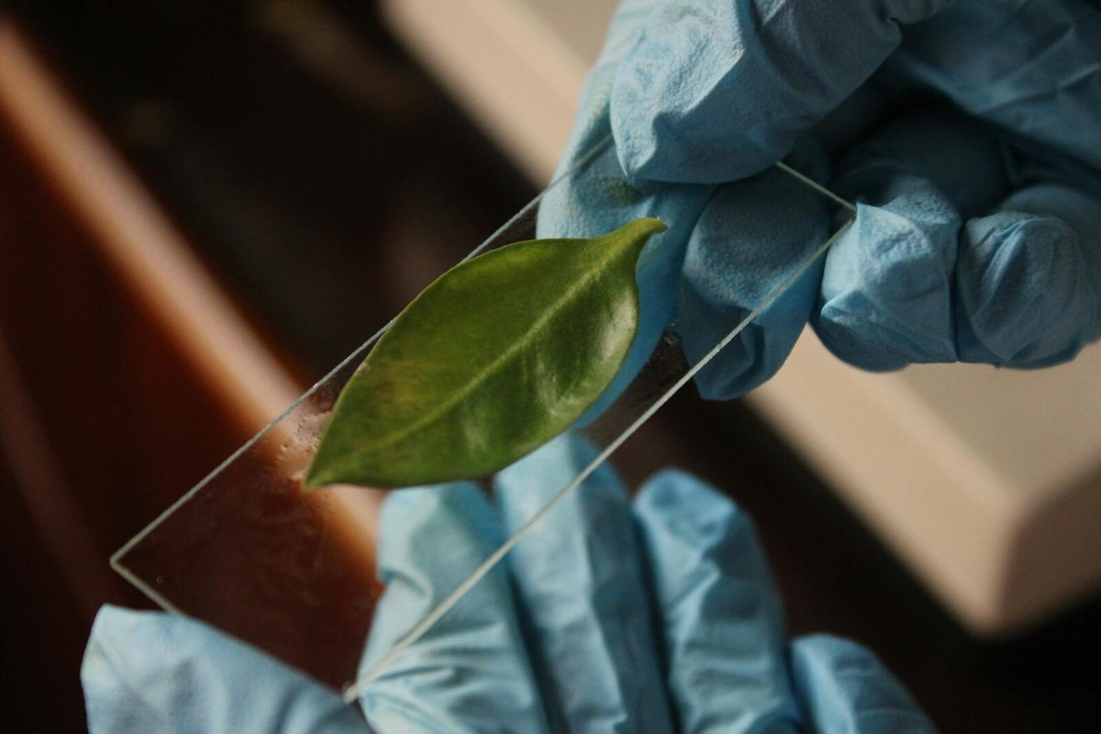 Close-up of a leaf sample being prepared on a glass slide for plant science laboratory analysis