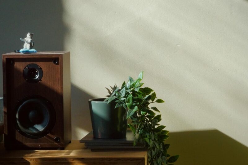Does Music Affect Plant Growth? A DIY Experiment You Can Run at Home