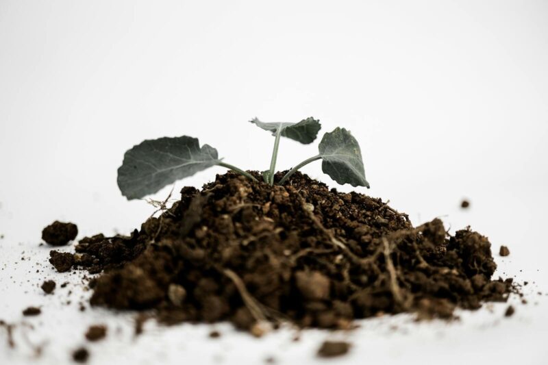 How Do Plants Get Nutrients?