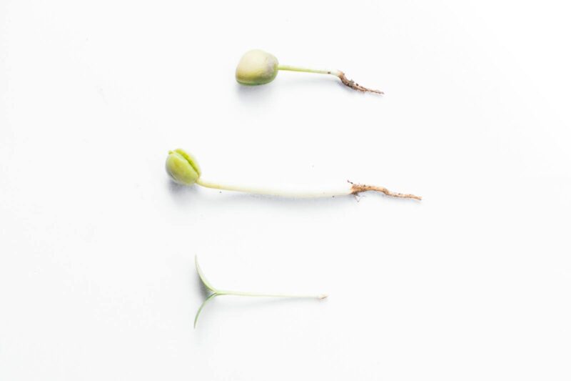 Timing in Plant Reproduction: When Seeds Enter Active Growth