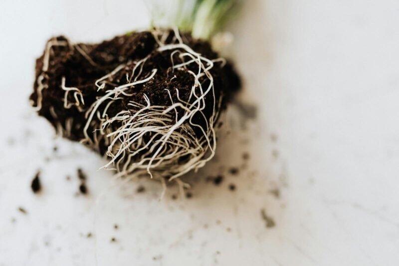 Root Rot in Plants: How to Identify It, Fix It, and Stop It Happening Again