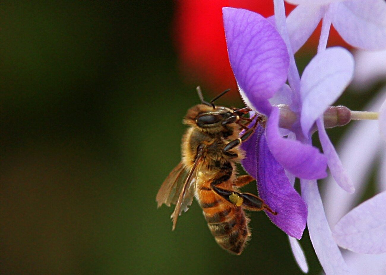 Bee on flower involved in pollination