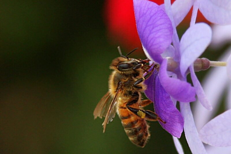 How Do Indoor Gardens Get Pollinated?