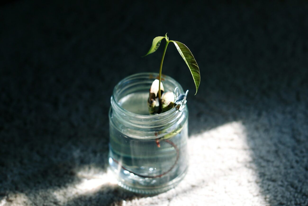 A young plant seedling with visible roots growing in a clear glass jar of water in natural sunlight