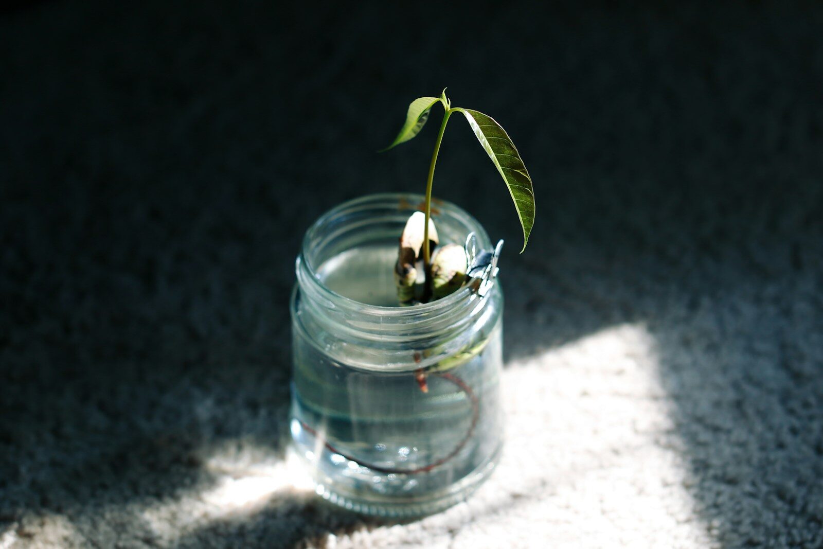 A young plant seedling with visible roots growing in a clear glass jar of water in natural sunlight