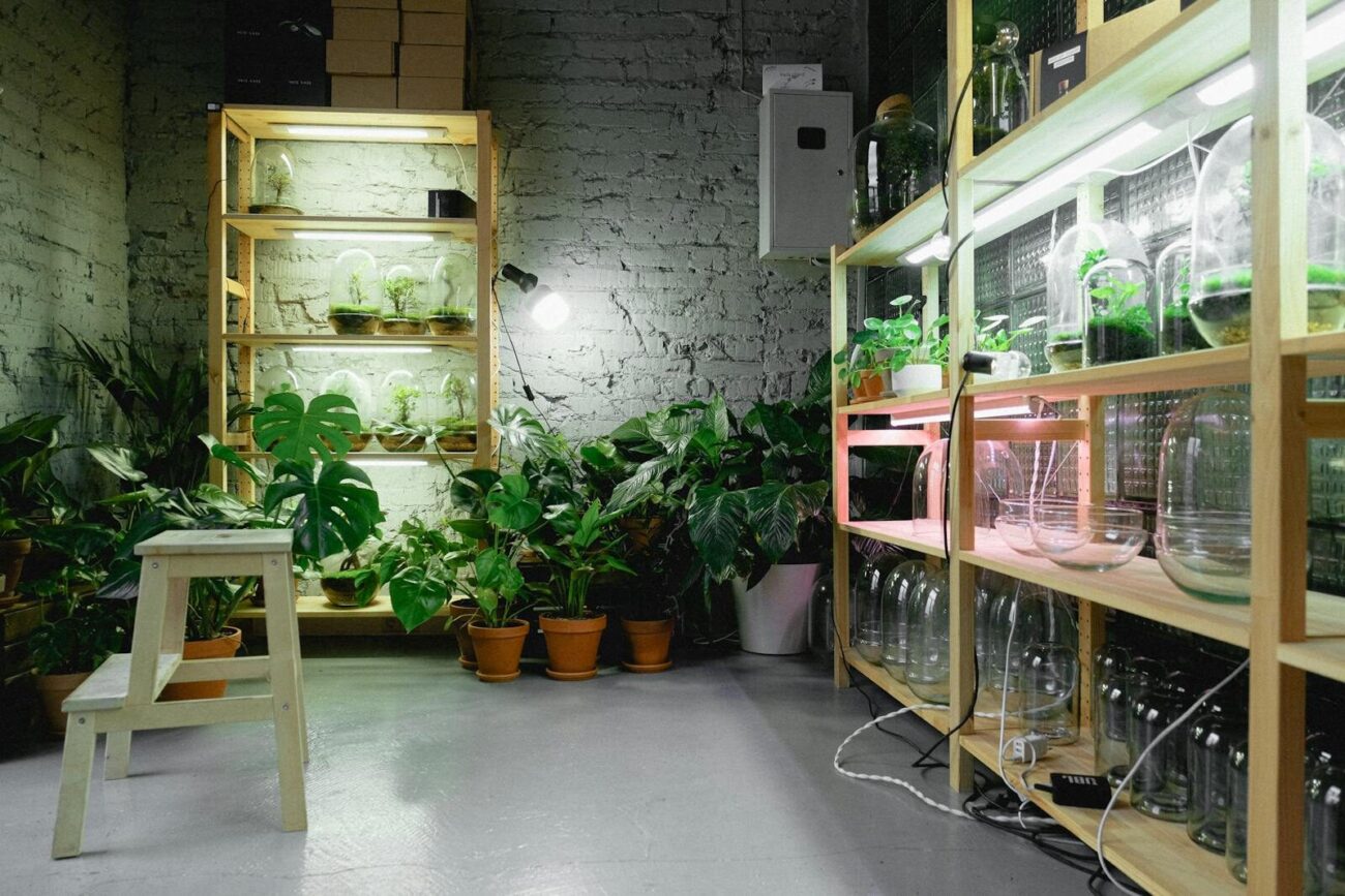 An indoor plant room with wooden shelving and grow lights illuminating various houseplants including Monstera in a home growing setup