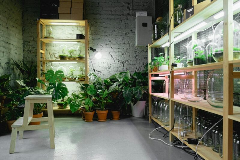 Grow Lights for Indoor Plants: What I Look for as a Plant Scientist