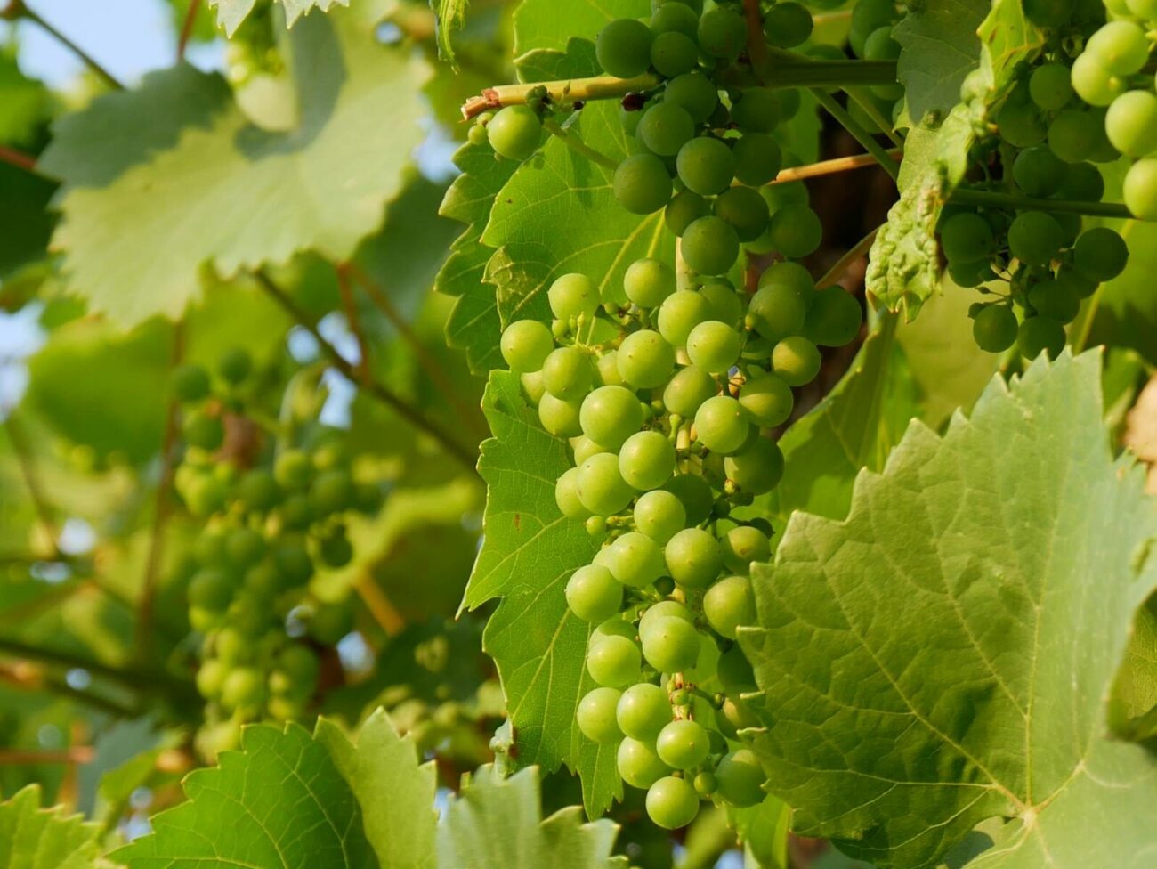 Clusters of green grapes hanging from a grape vine in bright sunlight with large green leaves
