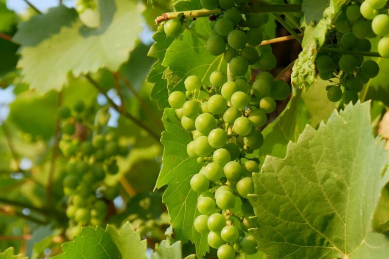 How to Grow Grapes (Vitis vinifera): Complete Guide
