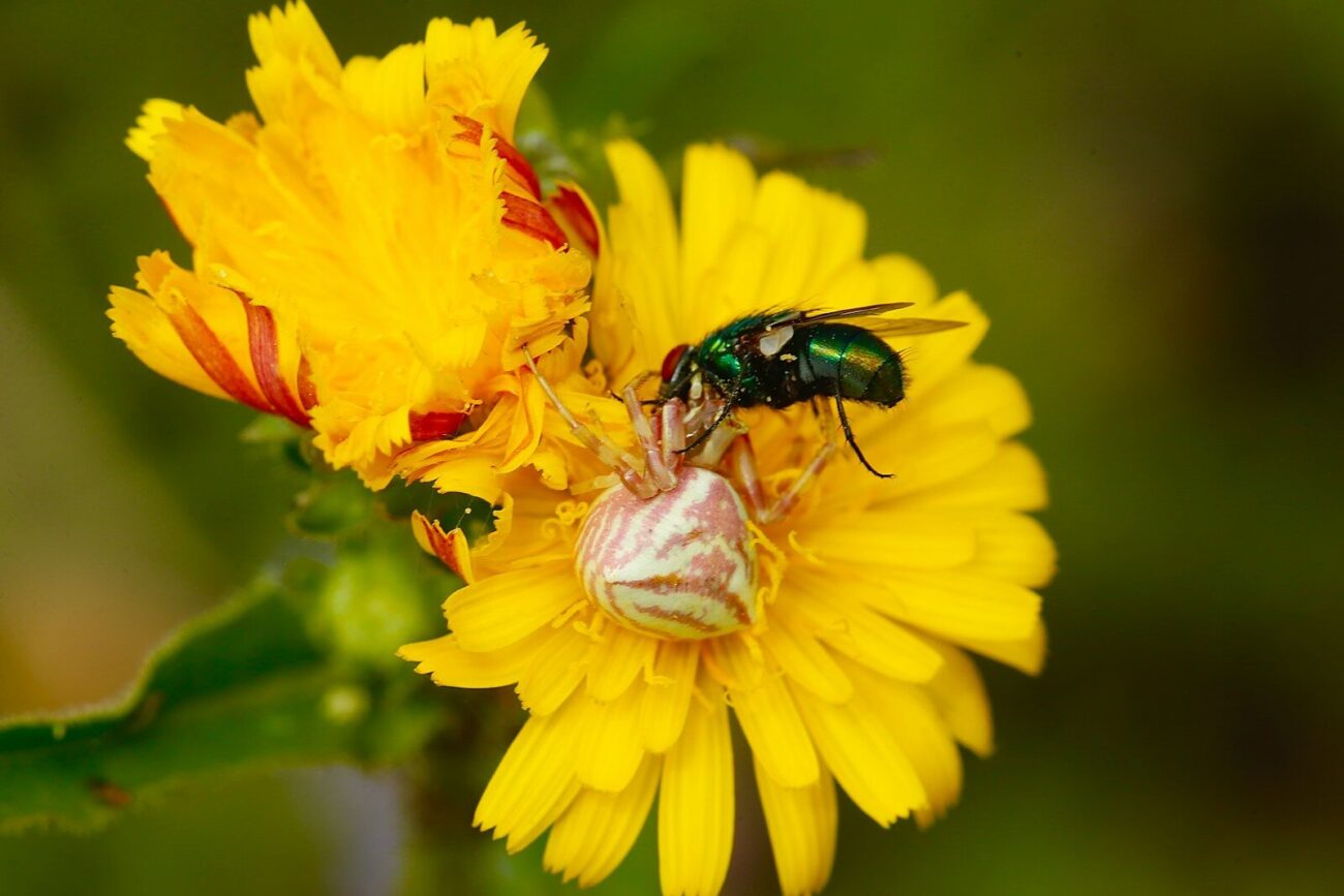 Bee collecting pollen from a yellow flower during plant pollination
